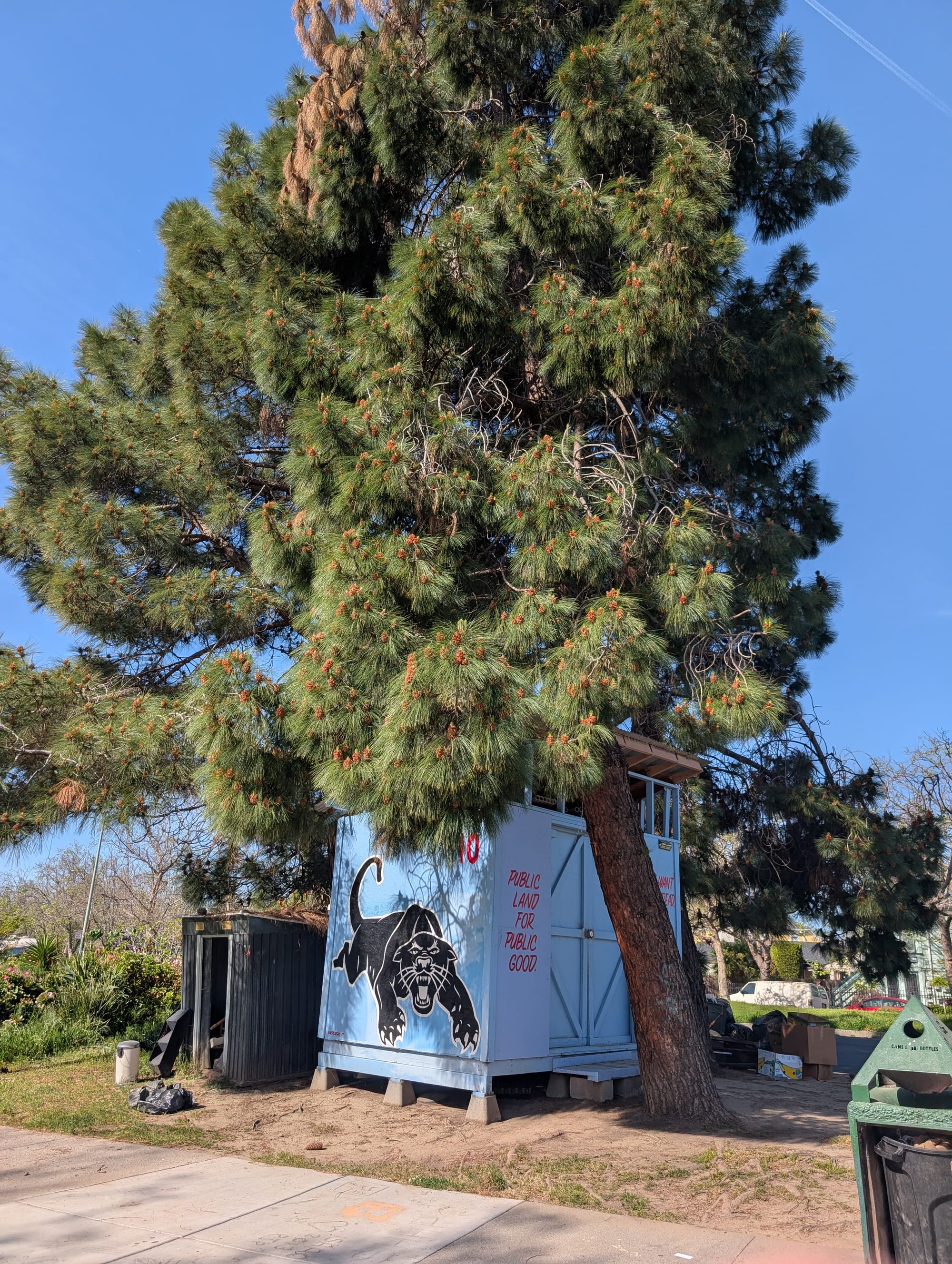 Panther mural on a small shed, painted blue, with text reading "public land for public good."