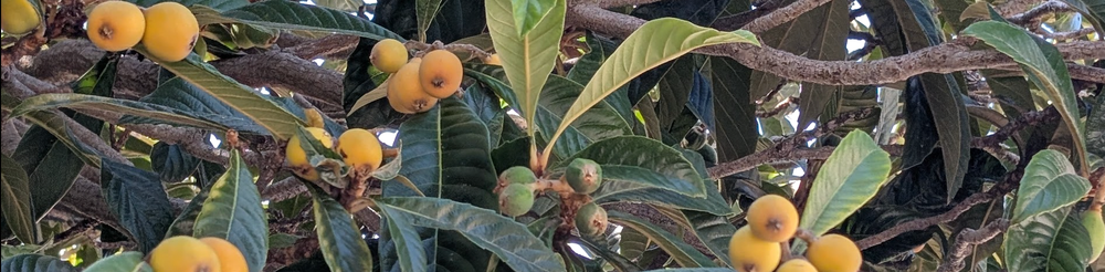 Oakland Review of Books calendar of (not just) literary events, May 27 – June 1