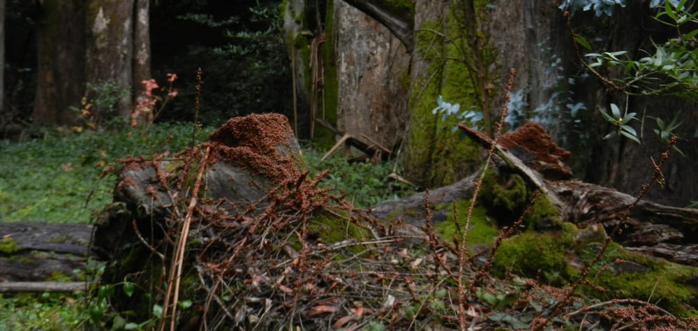 Convergence of Winter