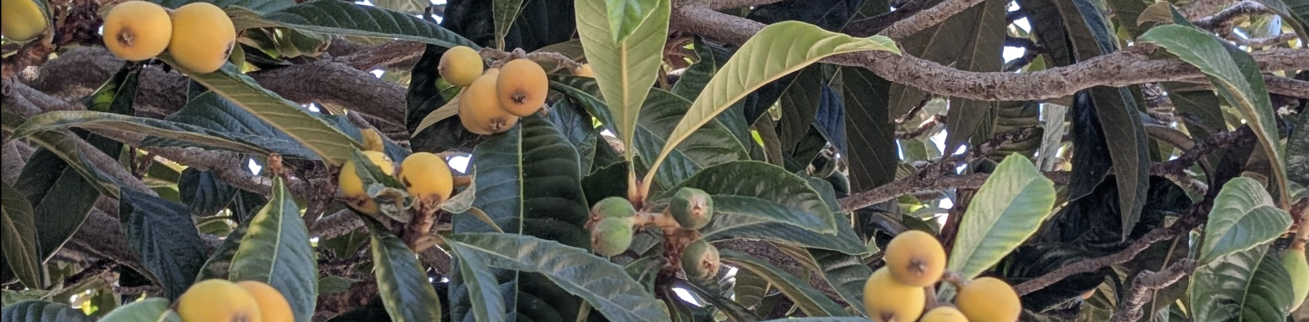 Oakland Review of Books calendar of (not just) literary events, May 27 – June 1