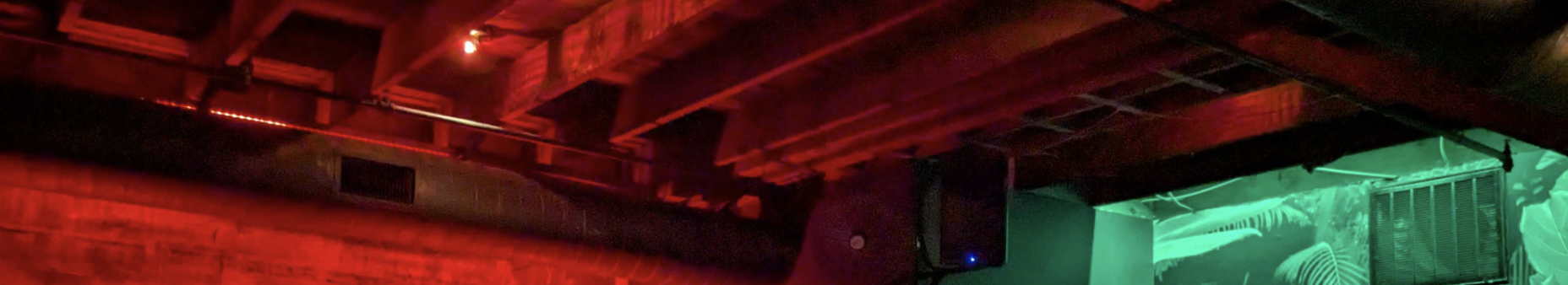 "Polar bear mixed with a cat"