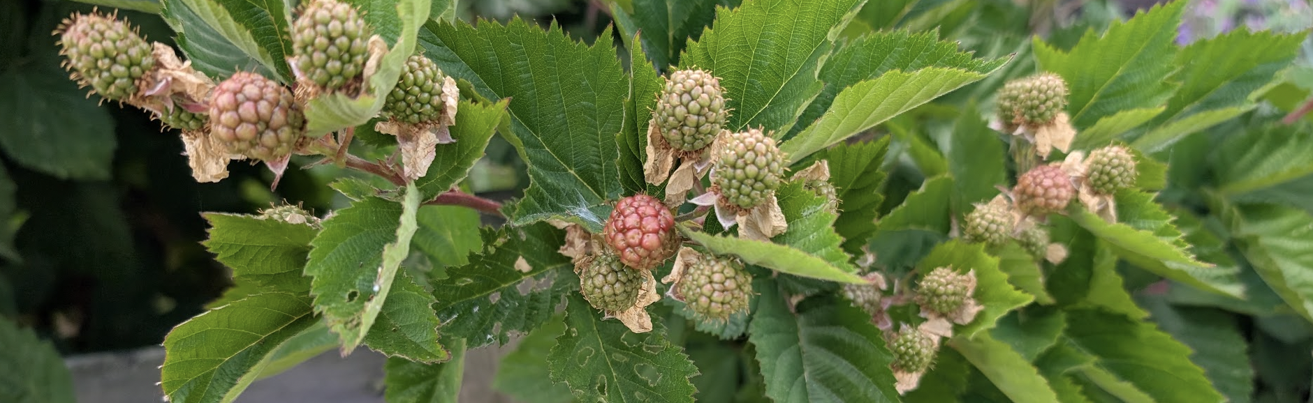 Oakland Review of Books calendar of (not just) literary events, June 10 – 15