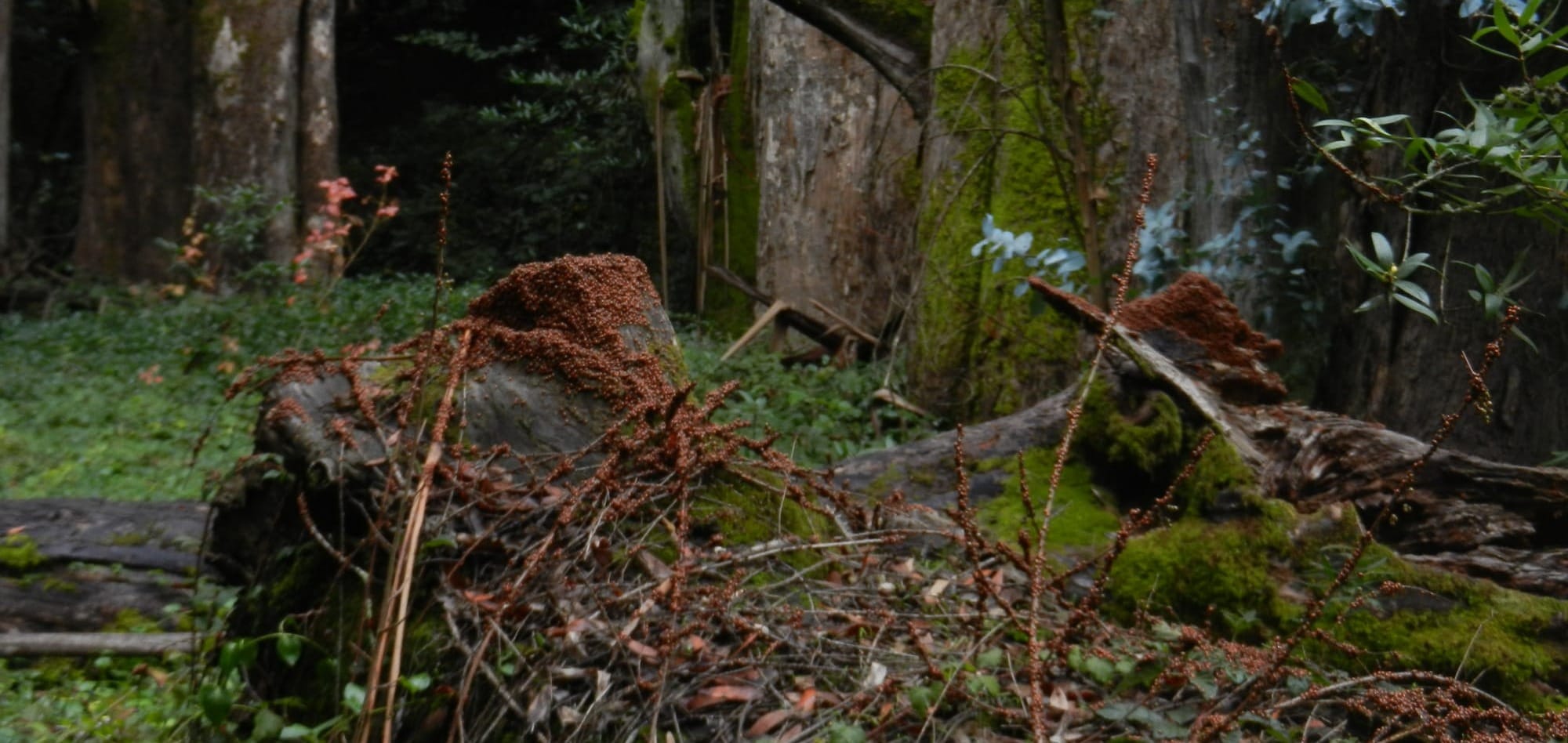 Convergence of Winter